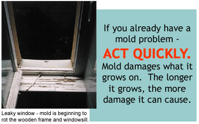 Leaky window beginning to show signs of mold.